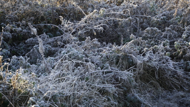 A carpet of frost