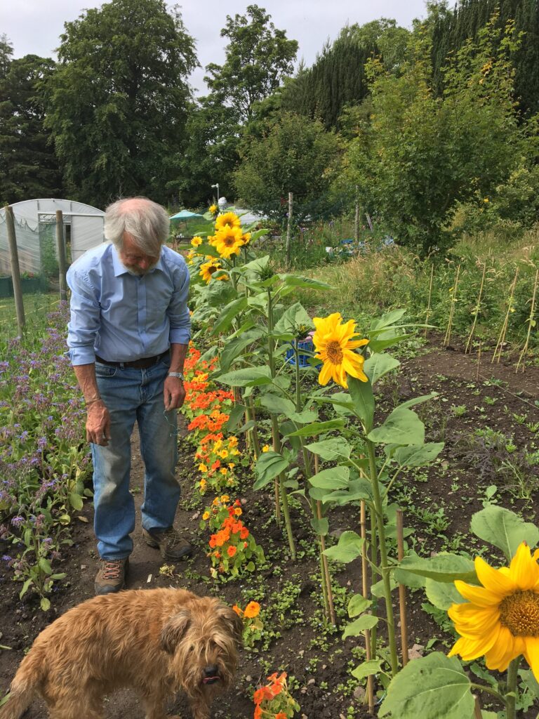 Sunflowers