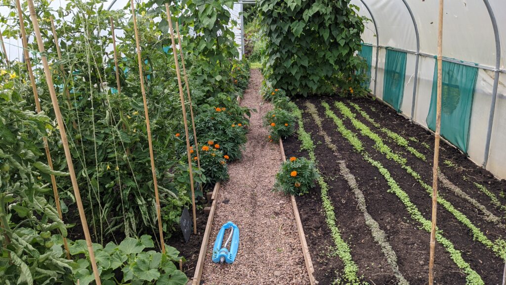 Polytunnel