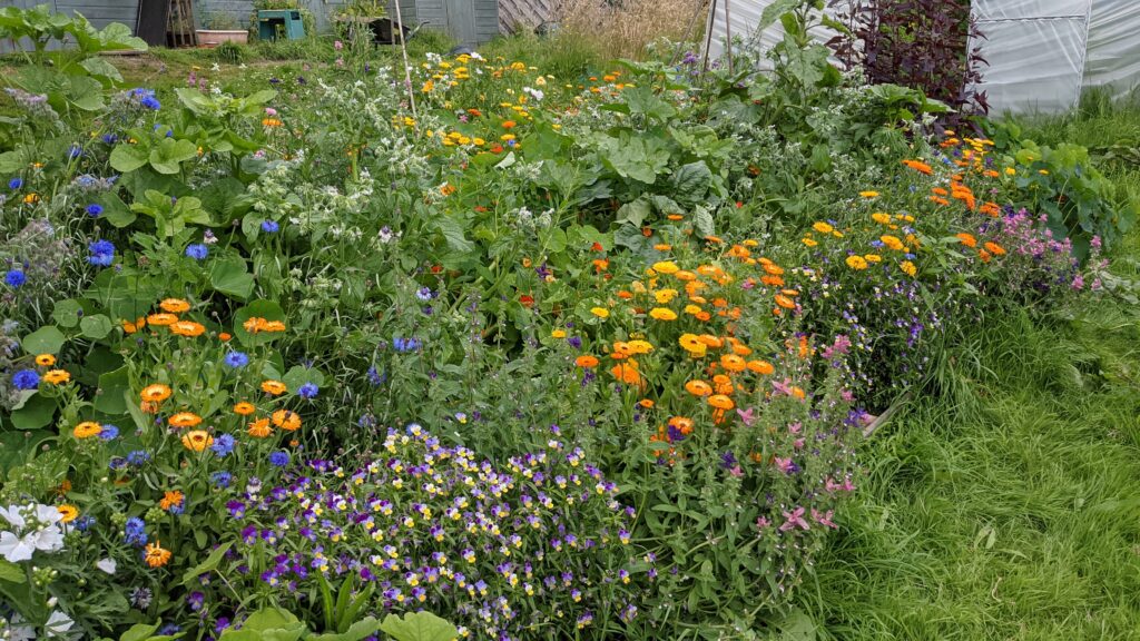 Flowers in the Glebe