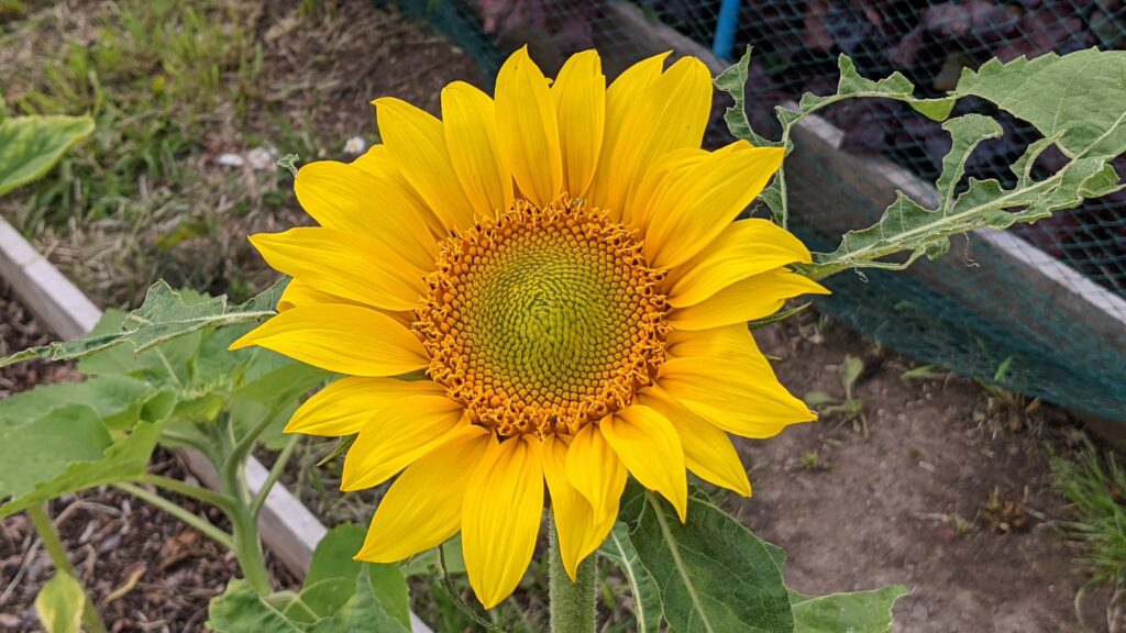 Sunflower