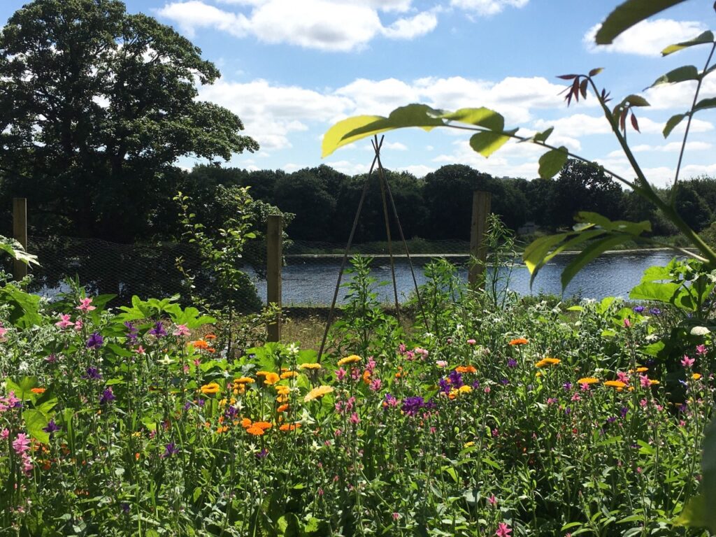 The edible flower bed