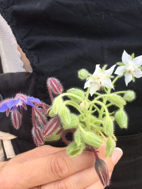 Borage