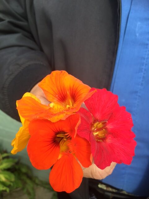 Nasturtiums