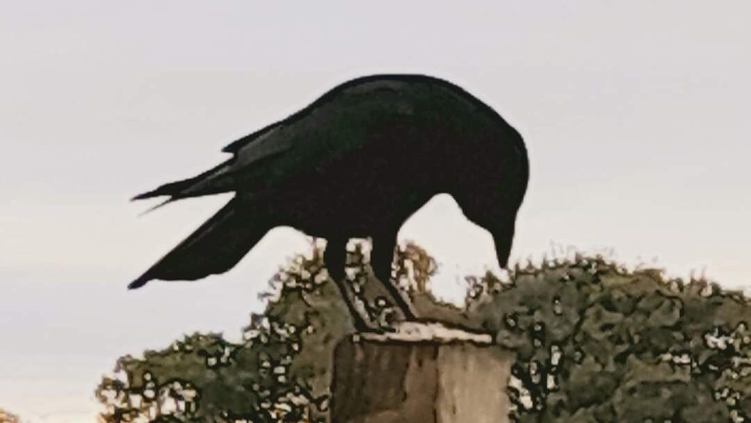 Crow